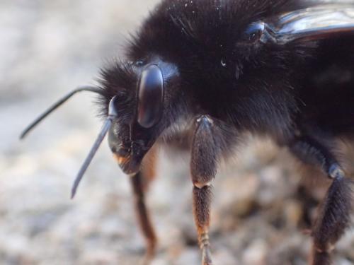 Réf. 297 885 : Bombus lapidarius